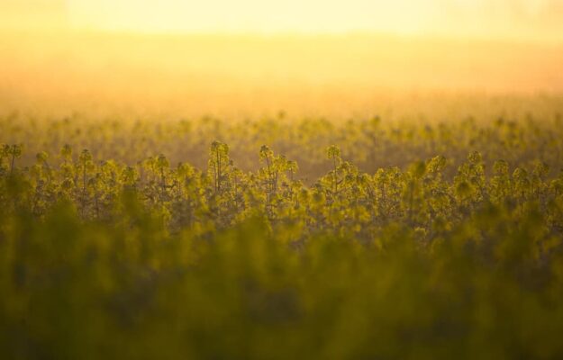 36 oilseed rape 2224941 1920 1