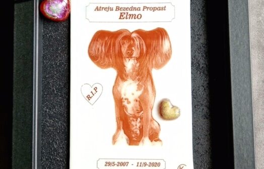 16 elmo 633185103efdd363a01154e8