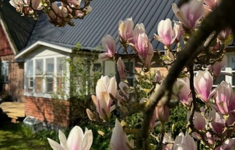 magnolia undantaget